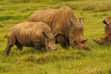 Obraz premium Rhino in Kenya