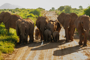 Elephant in Kenya