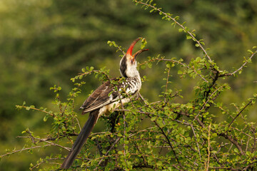 Hornbill in Kenya