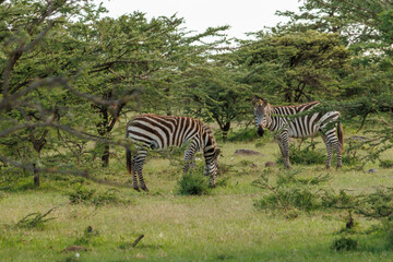 Zebras in Kenya