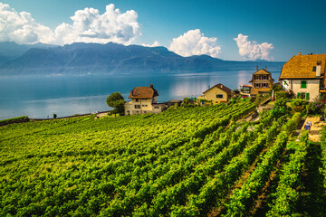 Grape rows on the Geneva lake shore, Chexbres village, Switzerland
