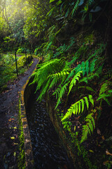 Beautiful levada hiking trail near water canal, Madeira Island, Portugal