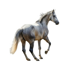Fototapeta premium horse isolated on white 4k backgroundless cutout