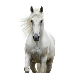 Fototapeta premium horse isolated on white 4k backgroundless cutout