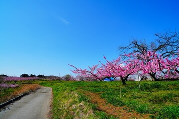 桃の花咲く道