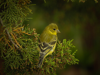 Lesser Goldfinch Perched in Tree