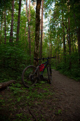 Bicycle standing near the tree in the green forest on path among woods. Sport bike on road under bright blue sky on park spring background with no people. Amazing nature with sunlight