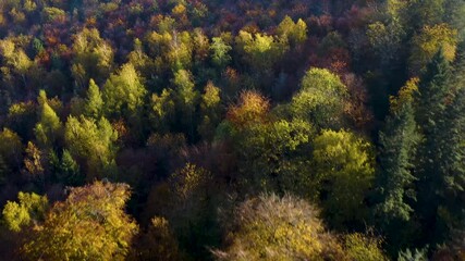 Aerial view around colourful autumn trees in the black forest in Germany on a sunny day. - Powered by Adobe