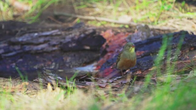 A close-up of an Ortolan Bunting (Emberiza hortulana).  Slow motion.