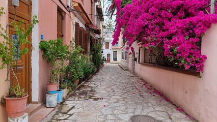 preveza city bougainvillea flowers in summer greece