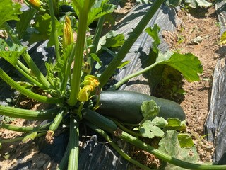 Close-up of a zucchini plant growing in soil with visible flowers and a large mature fruit.