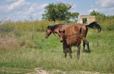 horse and foal grazing on the grass on an abandoned farm