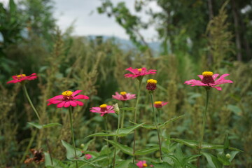 zinnia elegans are blooming in the garden