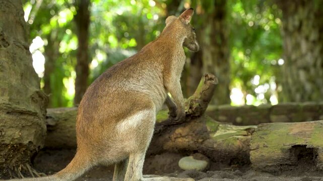 A wallaby leaps away from the viewer, its powerful hind legs propelling it across its habitat.