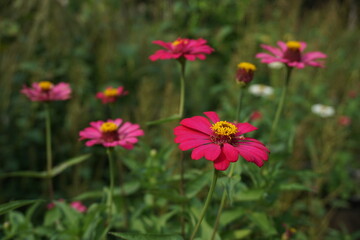 red zinnia elegans are blooming in the garden