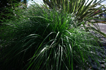 This lush close-up of flowing green grass captures the refreshing essence of nature evoking...