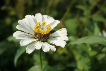 Obraz premium white zinnia elegans are blooming in the garden