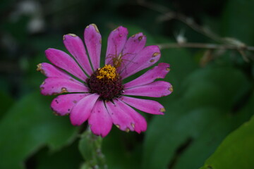 Obraz premium zinnia elegans are blooming in the garden
