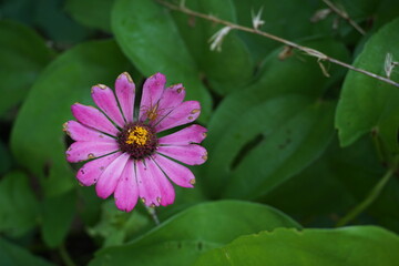 zinnia elegans are blooming in the garden