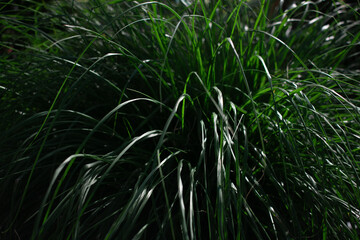 Obraz premium This lush close-up of flowing green grass captures the refreshing essence of nature evoking feelings of vitality, peace, and organic growth Ideal for wellness, environmental or landscape design themes