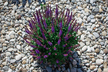 close-up of lush green foliage and delicate purple flowers evokes a sense of peace, vitality, and the thriving beauty of a flourishing garden. Ideal for gardening, wellness, or environmental campaigns