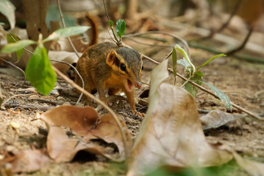 Northern smooth-tailed treeshrew - Dendrogale murina small mammals closely related to primates, also called tree shrews or banxrings, feeds on invertebrates but rarely on fruits and plants