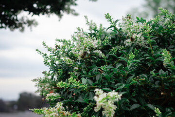 This close-up reveals the delicate white blossoms of a plant, evoking a sense of freshness, growth, and the serene wonder of the natural world. Ideal for gardening, environmental, or wellness content