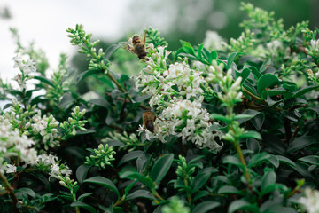 close-up captures a busy bee diligently pollinating a delicate flower symbolizing harmony productivity and the beauty of natural processes. Ideal for environmental, ecological or spring-themed content