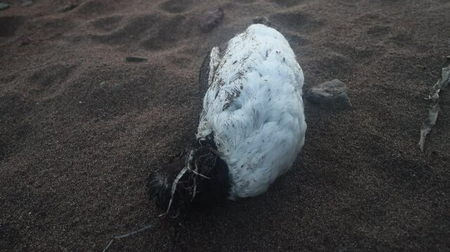 A dead wild duck (goosander) on the shore of the Sea of Japan. Natural mortality of birds