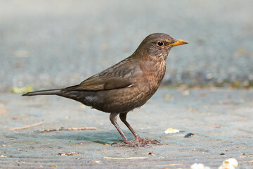 Common blackbird female bird searching for food (Turdus merula). 