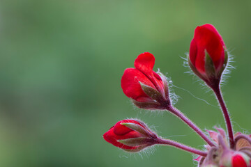 A zonal geranium with red colours. Copy space. Space for text. Horseshoe geranium. Pelargonium zonale.