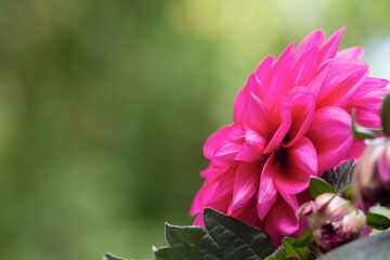Garden dahlia in bloom. Dahlia with pink flowers. Spring time in Greece. Copy space. Dahlia pinnata.