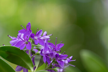 Close up of hedge veronica flower. Purple flower in bloom. Spring time in Greece. Copy space.