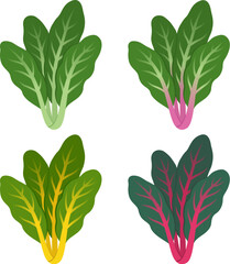 Rainbow Swiss chard, leafy green vegetable with different color stalks. Cartoon vector style clipart illustration.