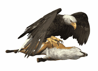 Vector illustration of a dramatic scene showing an eagle attacking a fox in natural wildlife.