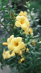 Fototapeta premium A close-up of vibrant yellow allamanda flowers blooming among lush green leaves in a garden setting, capturing the essence of tropical beauty, freshness, and natural tranquility in full detail.