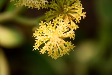 Close-up of a Cluster of Delicate Pale Yellow Flowers