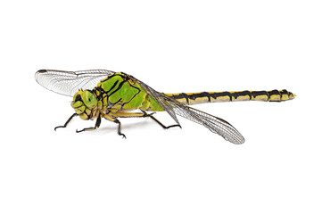 side view of a green snaketail dragonfly, Ophiogomphus cecilia isolated on white background, marco...