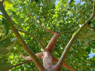 Acovado tree
