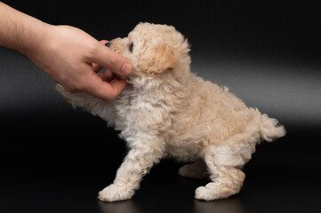 Playing with small poodle puppy