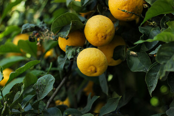 Ripe lemon fruits on lemon tree. Branch of lemons. Yellow lemons on green tree. Lemon tree with lemon fruits on Crete island