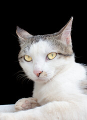 Beautiful domestic cat sitting on the grass in nature