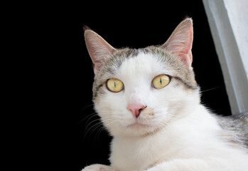 Obraz premium A domestic cat lies beautifully on a windowsill