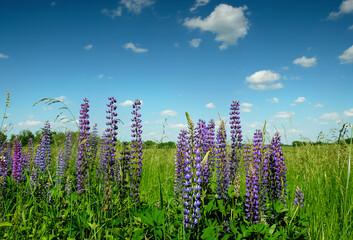 Lupines blooming in the meadow