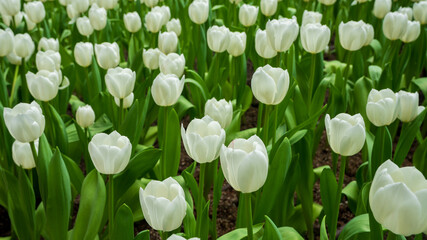 Close-up of a field of ivory tulip blooms, some fully opened, some still in green buds, with brilliant green foliage.