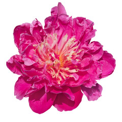 Obraz premium Pink peony flower isolated on transparent background.