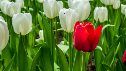 The stunning white and crimson tulips blooming in the park