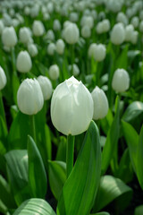The gorgeous tulips blossoming in the park