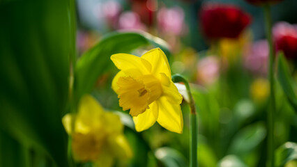 Close-up photograph of a yellow tulip, illuminated by the sun from the back, is in cultivation transformation among a variety of colored tulips.
