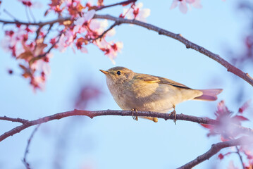 Fototapeta premium Common chiffchaff sitting on a blossom tree ,Leaf warbler (Phylloscopus collybita) Bird close-up